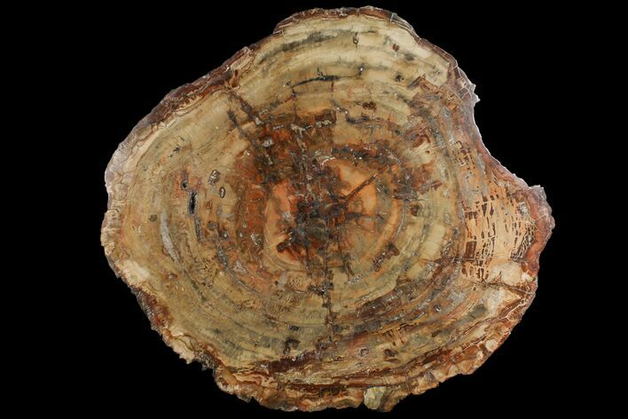 Petrified Wood (Araucaria) Round - Madagascar #118738